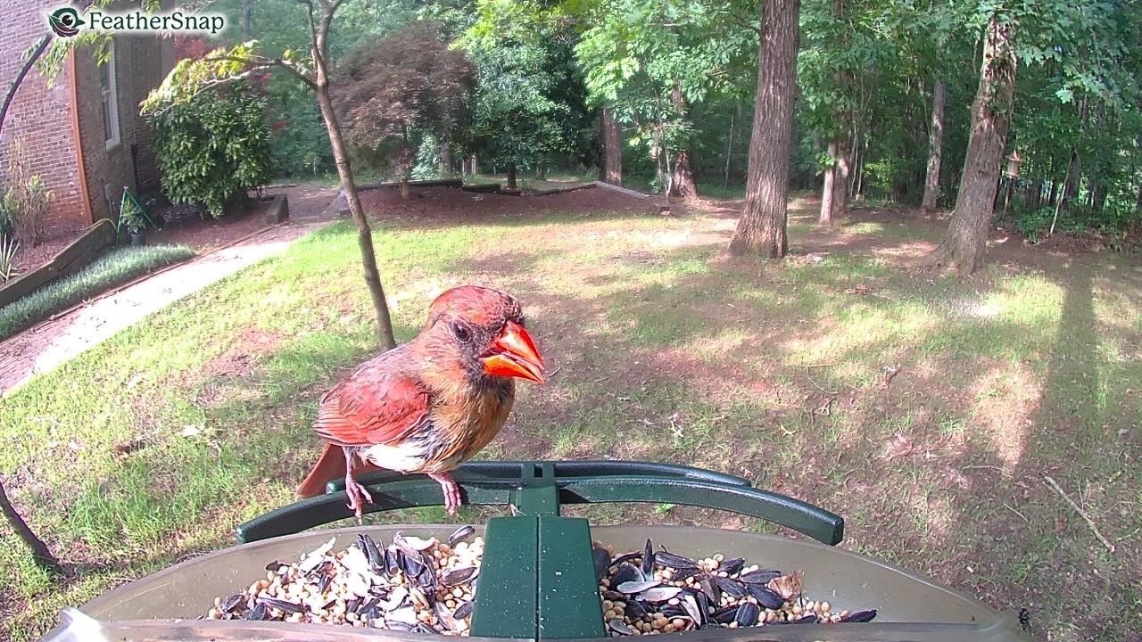 The Best Food to Use in Your Bird Feeder Cam: A Guide for Bird Lovers The Best Food to Use in Your Bird Feeder Cam: A Guide for Bird Lovers