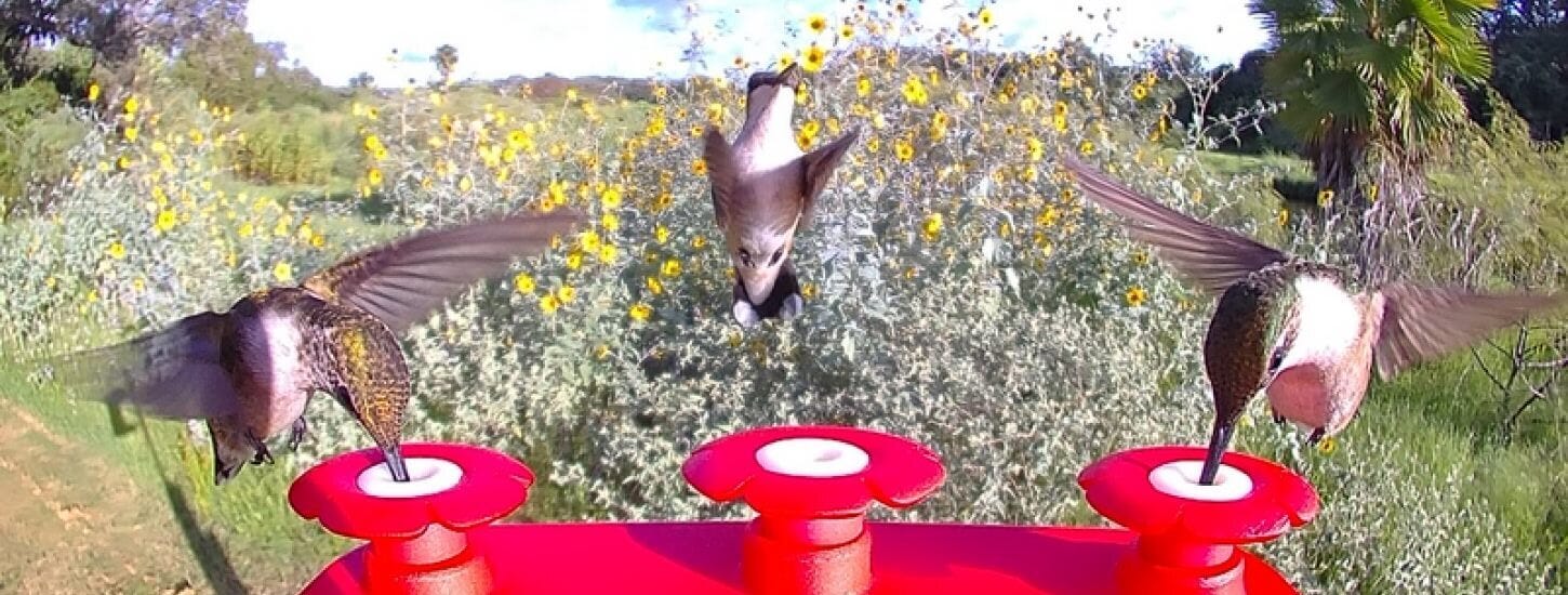 Why Are Hummingbirds So Territorial?